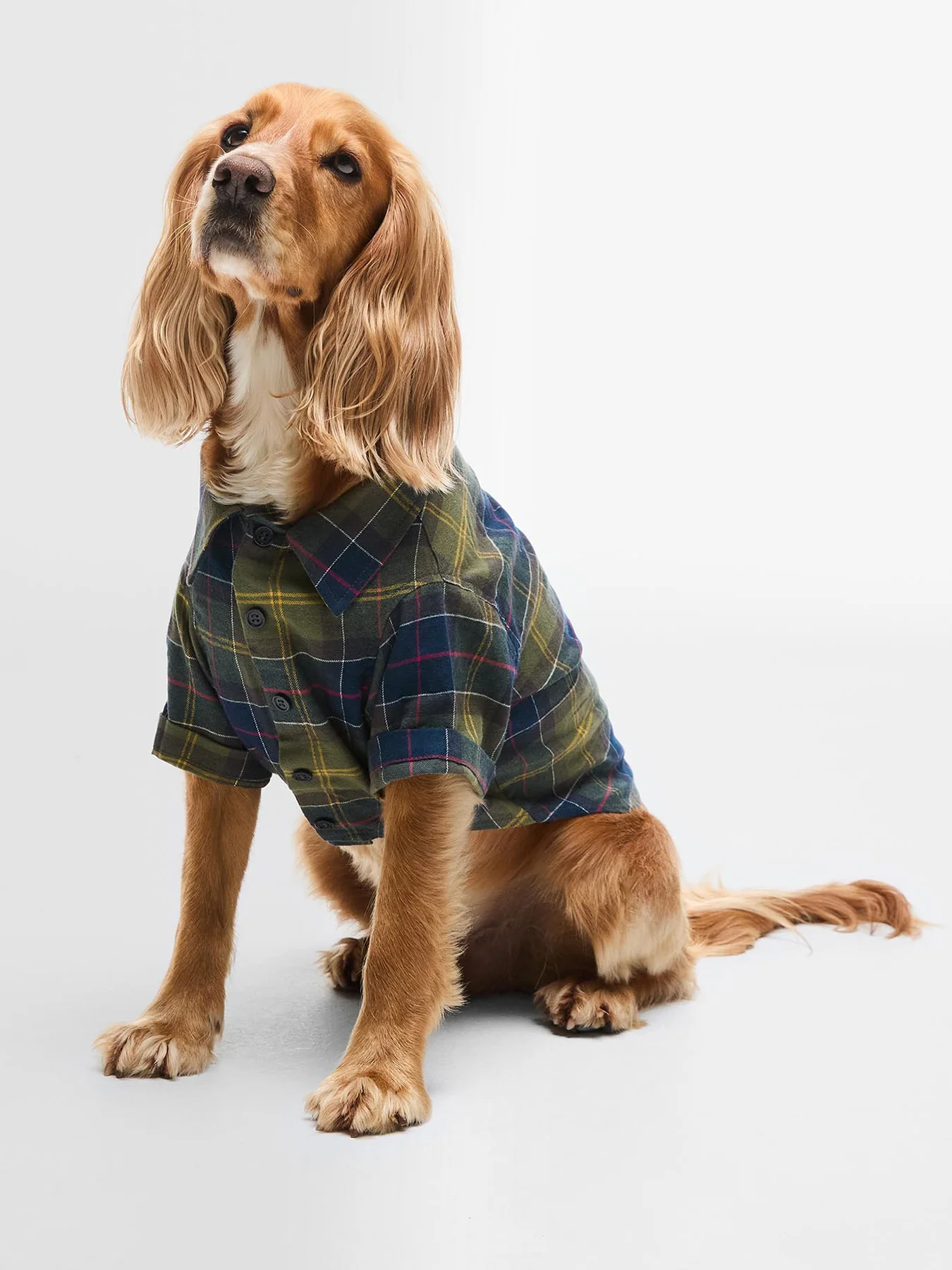 Fortrose Dog Shirt Tartan Large - Image 2
