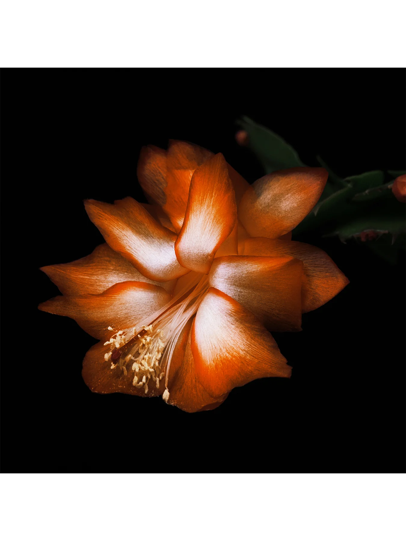 Black Saffron Absolu De Parfum 50ml - Image 3