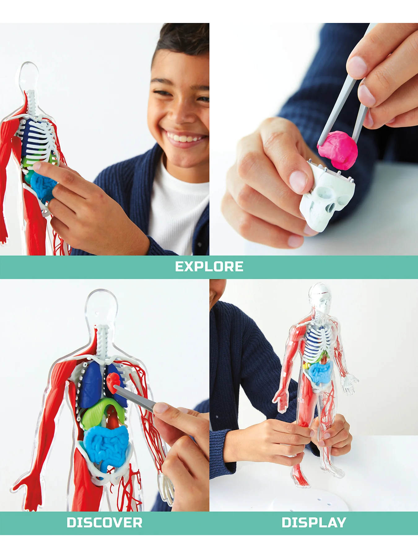 Anatomy Glow Kit - Image 3