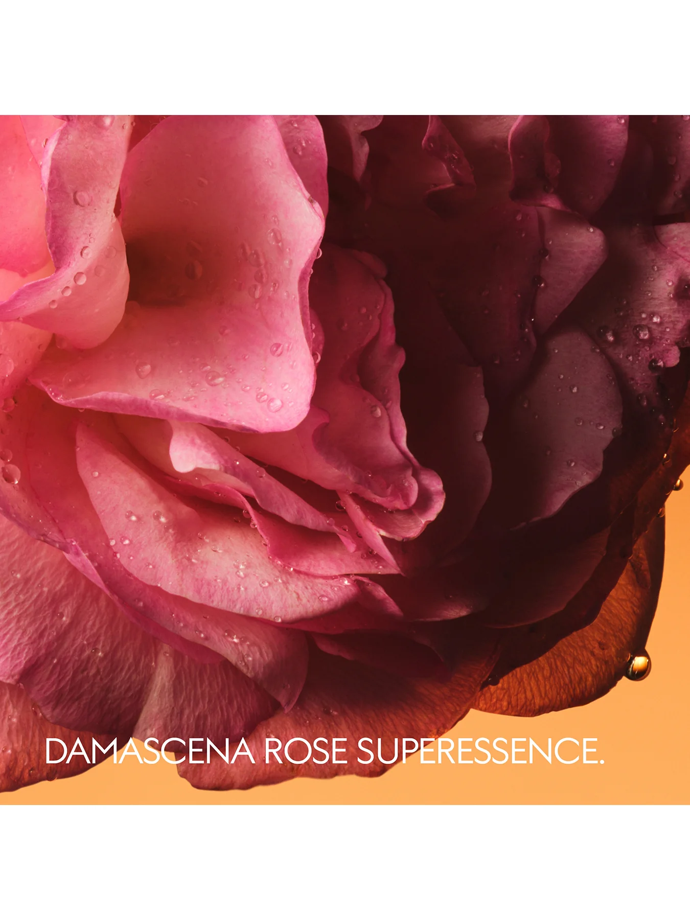Gucci The Alchemist's Garden Rosa Sublime Eau de Parfum Unisex 50ml - Image 4